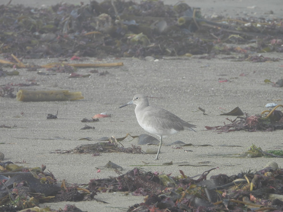 Willet - ML645007824