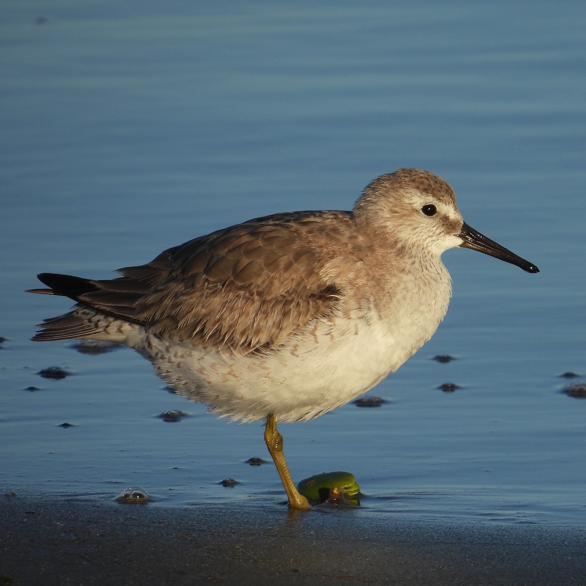 Red Knot - ML645007826