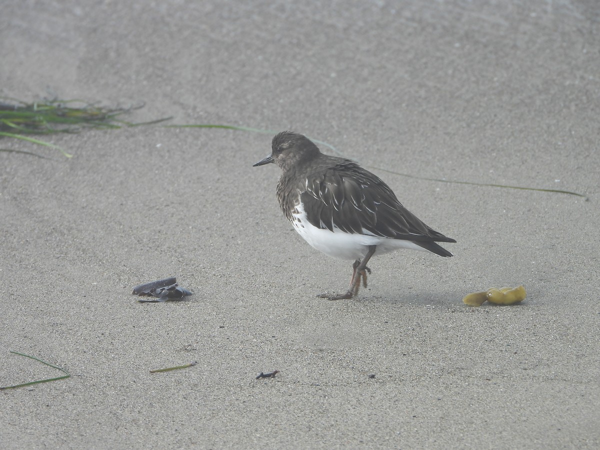 Black Turnstone - ML645007828