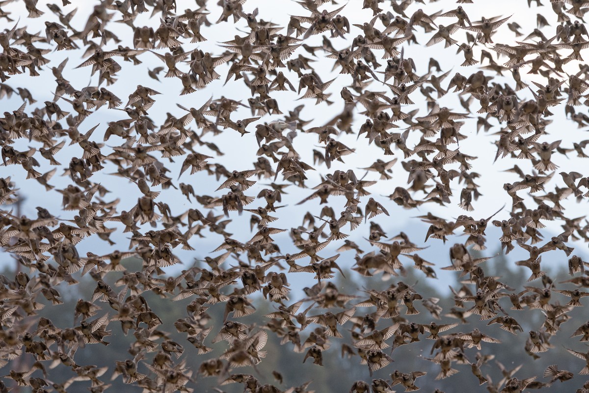 vrabec pokřovní - ML645007831