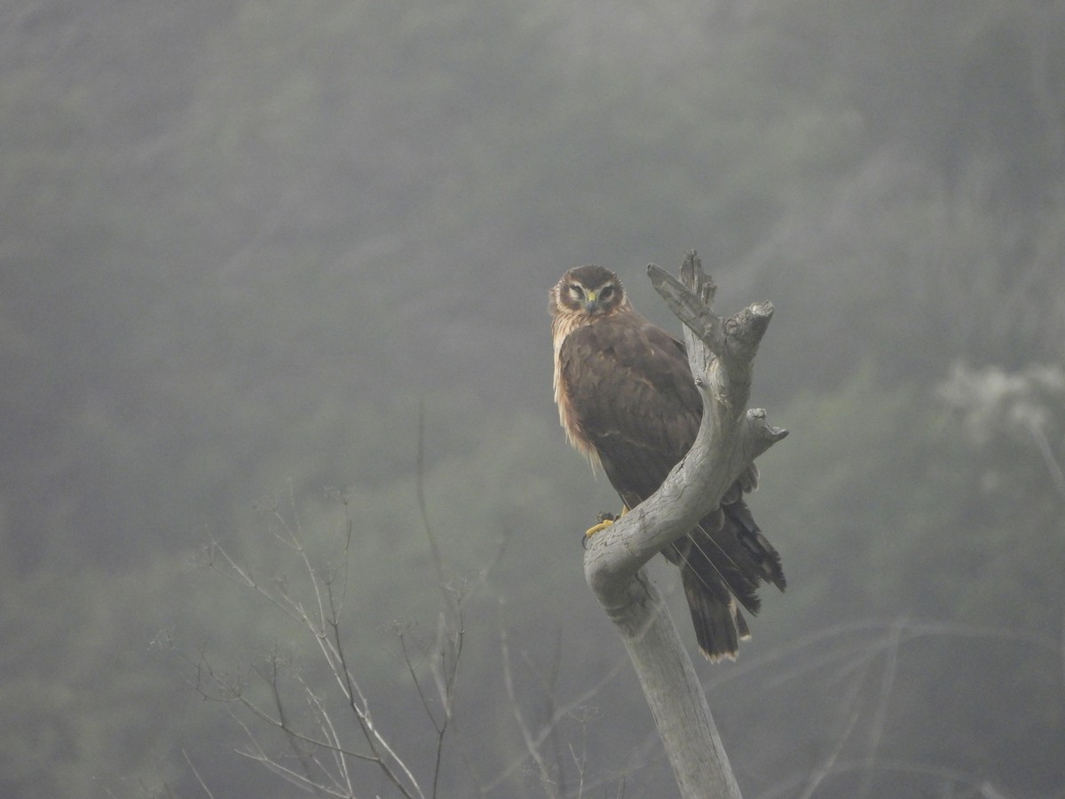 Northern Harrier - ML645007838