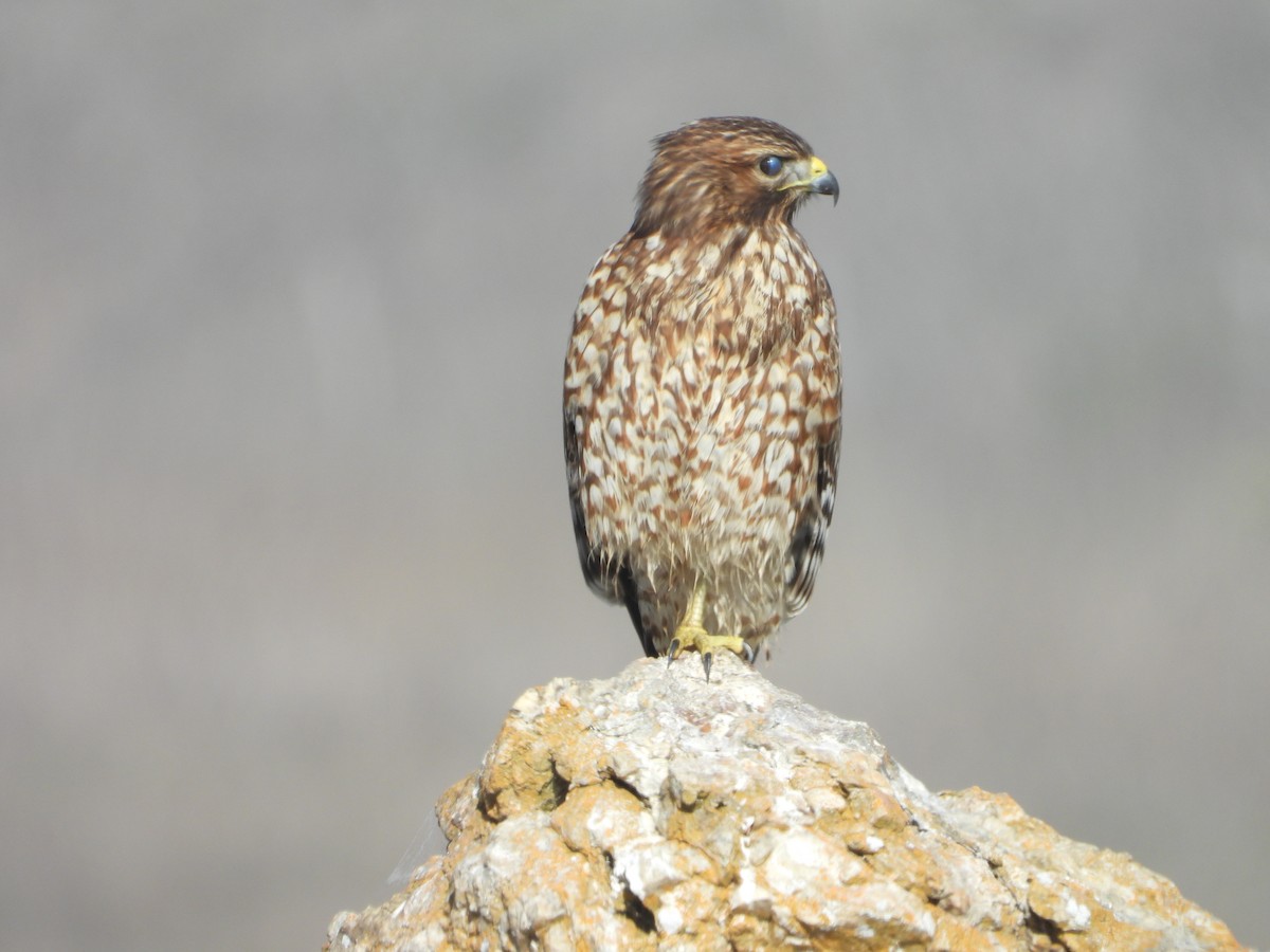 Red-shouldered Hawk - ML645007851