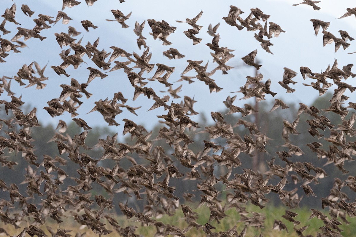 vrabec pokřovní - ML645007857