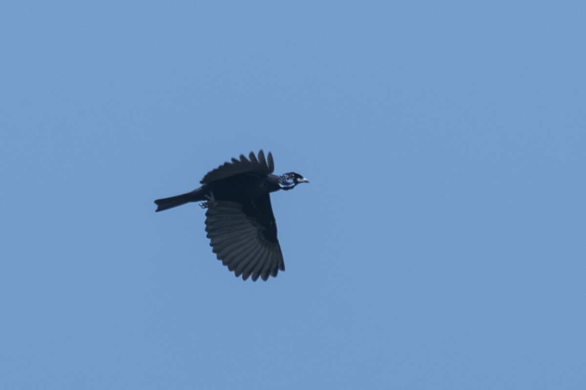 Bare-necked Fruitcrow - ML645007860