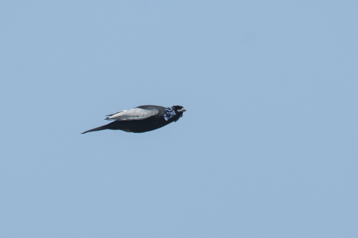 Bare-necked Fruitcrow - ML645007861