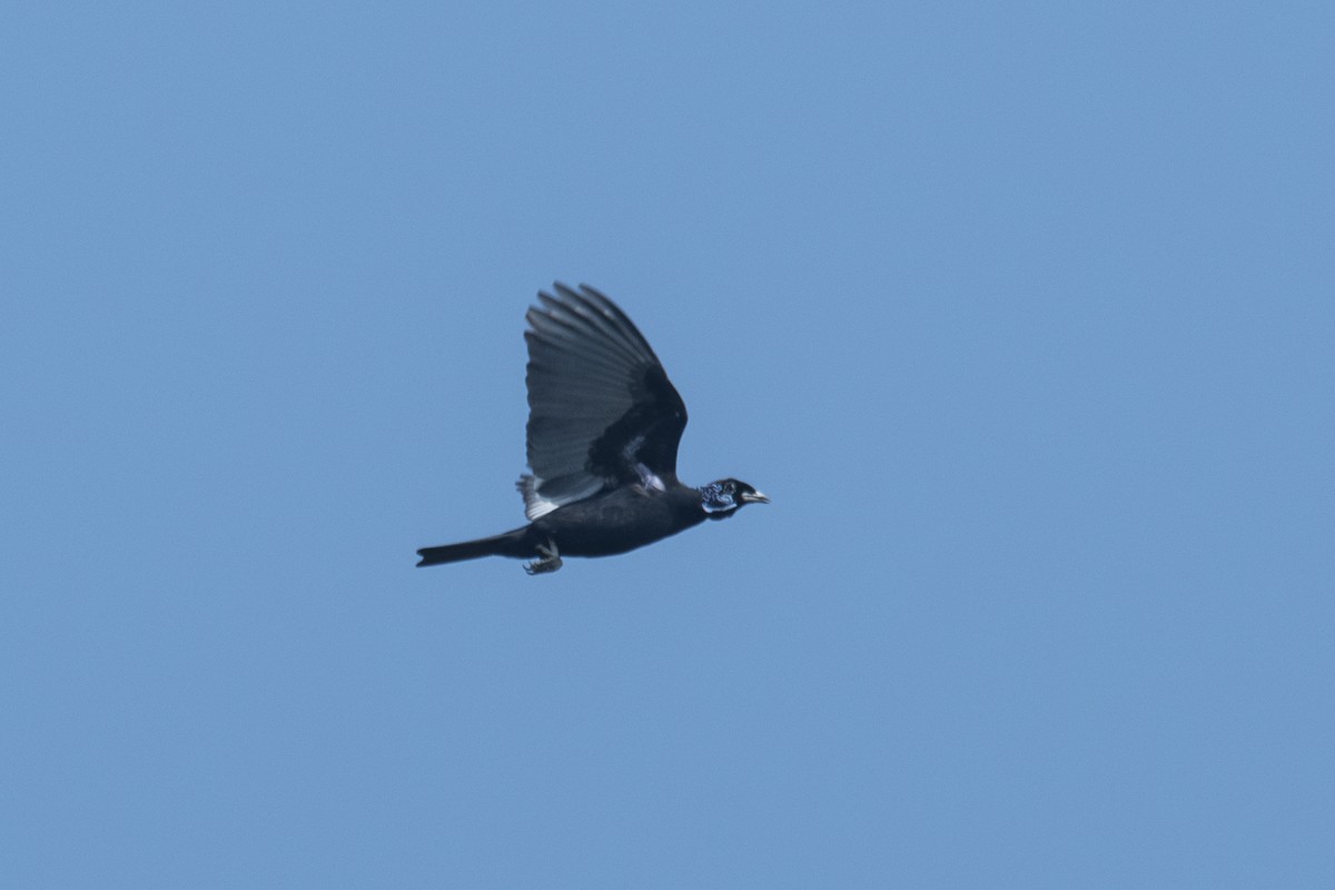 Bare-necked Fruitcrow - ML645007862
