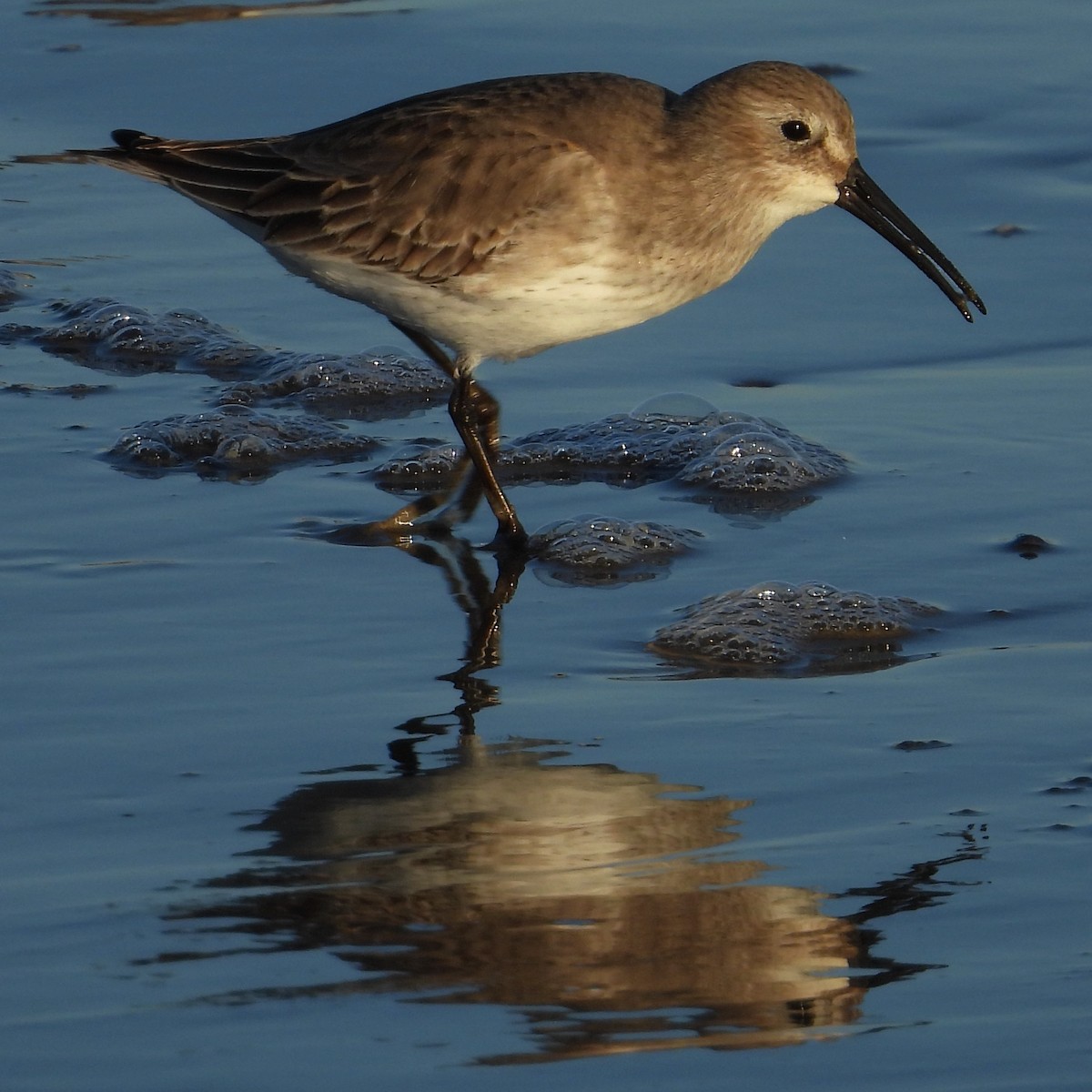 Dunlin - ML645007865