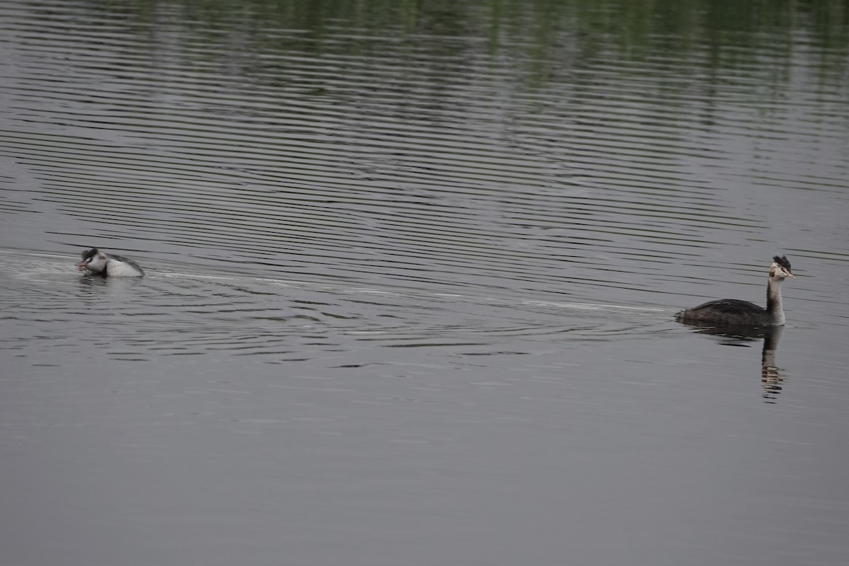 Чомга - ML645007872