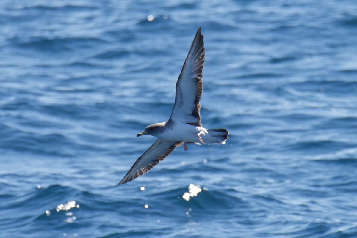 Cory's Shearwater - ML645007873