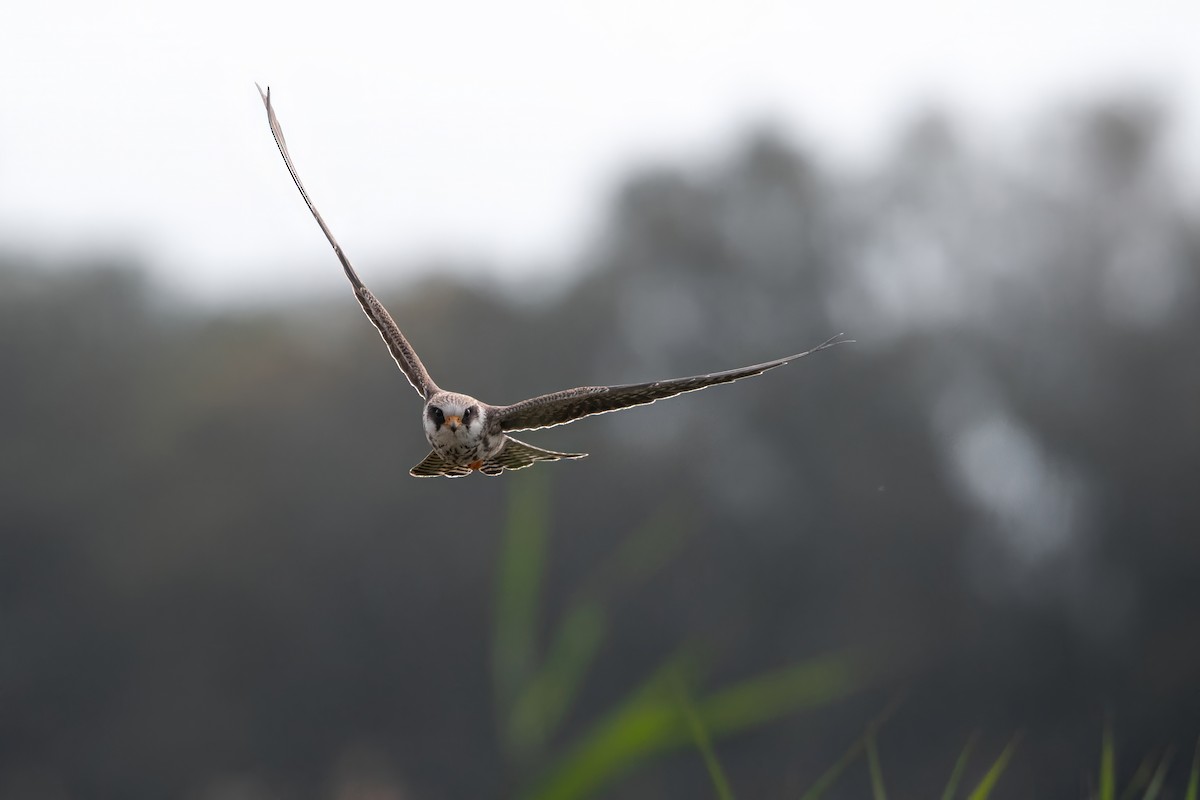 Red-footed Falcon - ML645007877