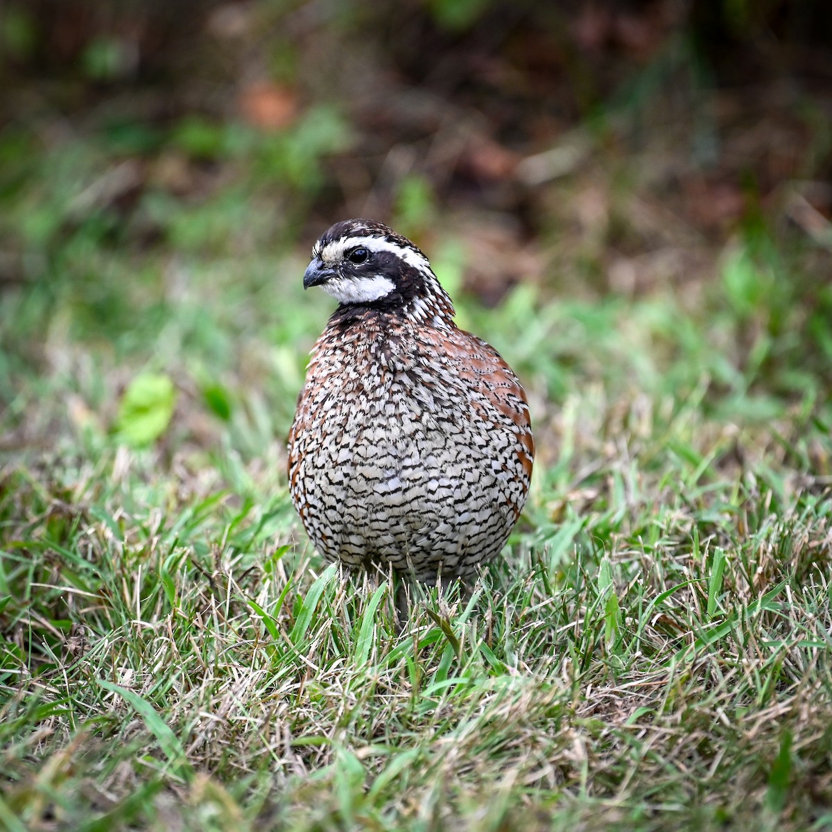 Colino della Virginia - ML645007879