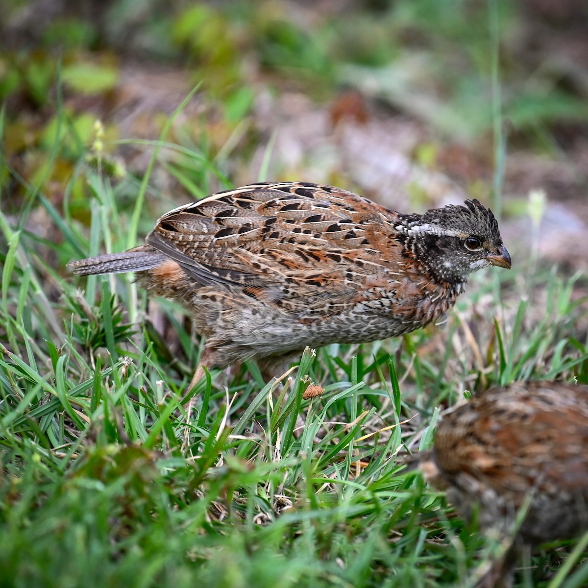 Colino della Virginia - ML645007884