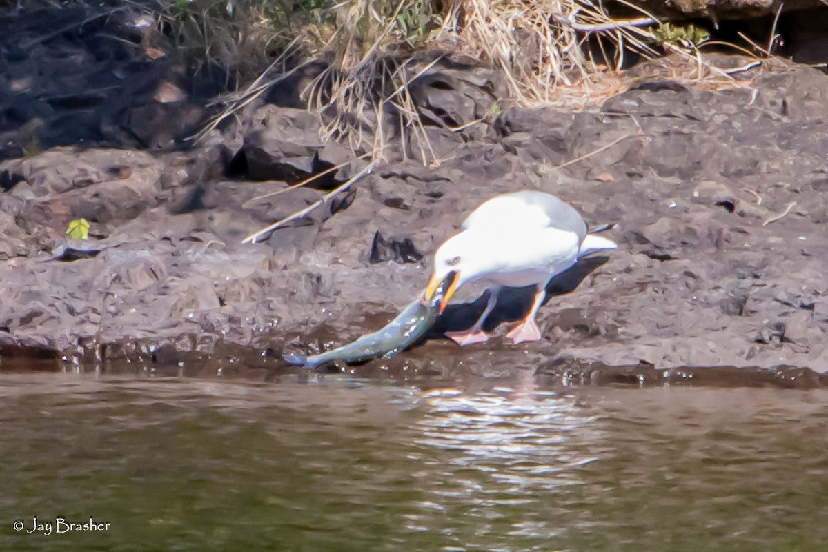 American Herring Gull - ML645007886