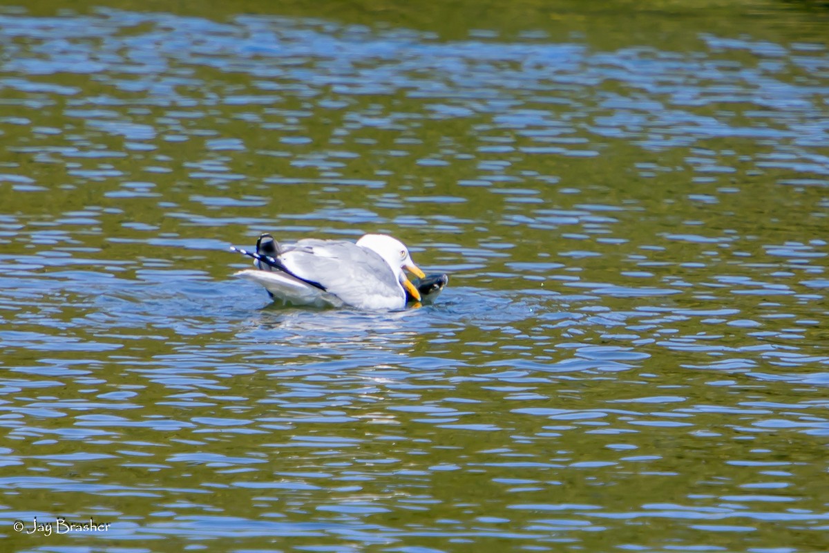American Herring Gull - ML645007887