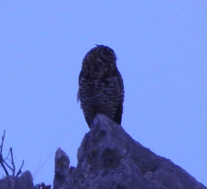 Cape Eagle-Owl - ML645007888