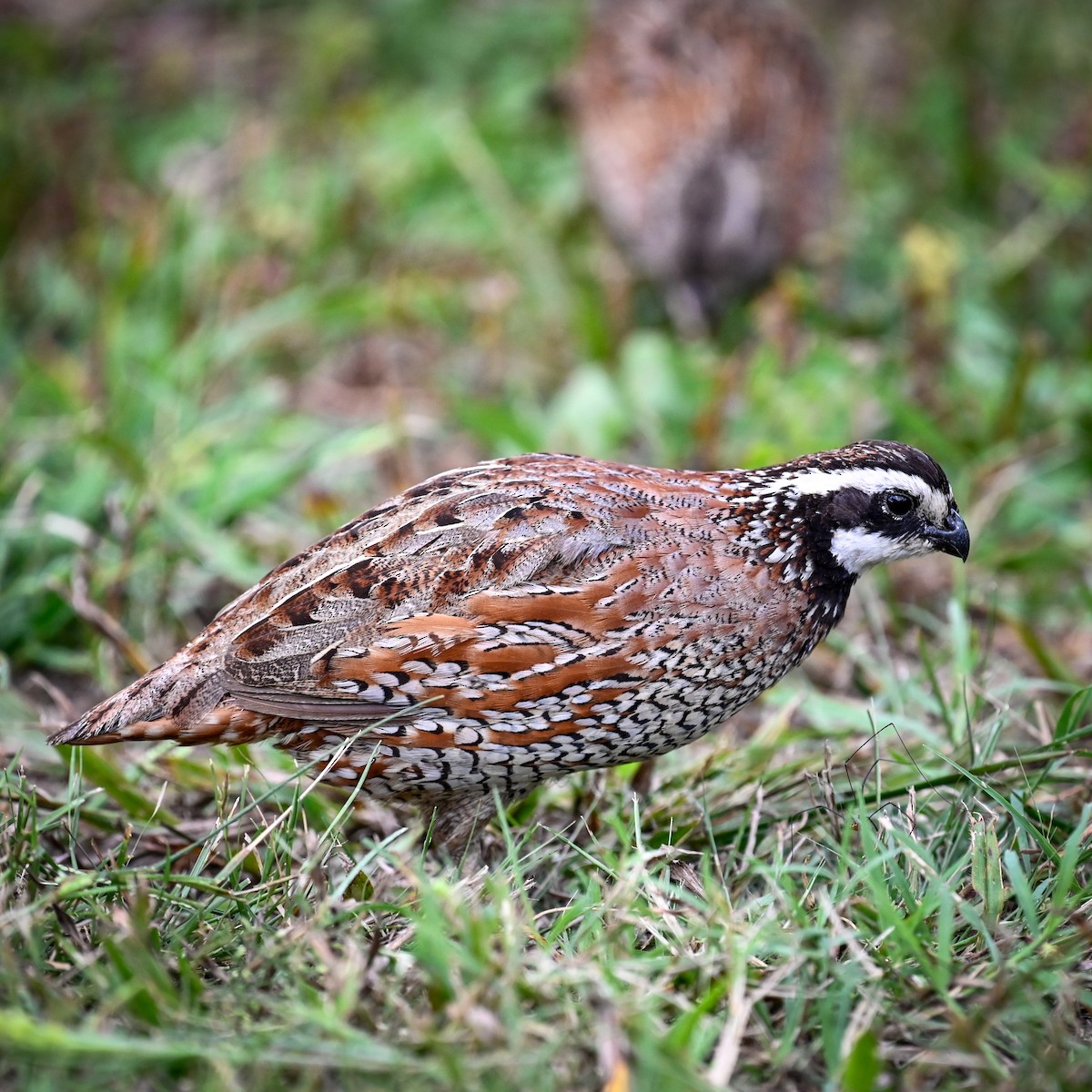 Colino della Virginia - ML645007890