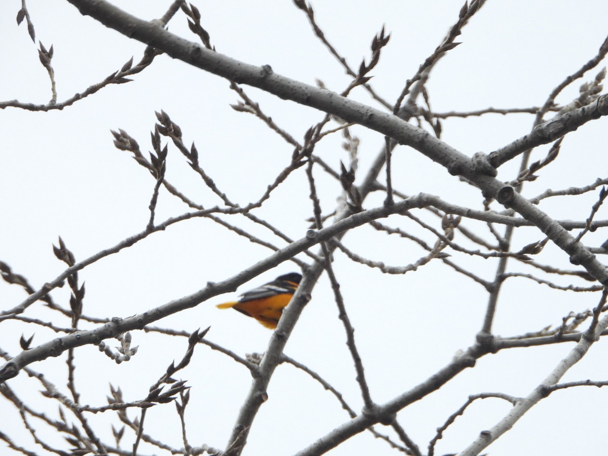 Baltimore Oriole - ML645007891