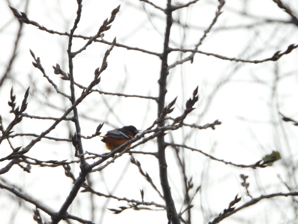 Baltimore Oriole - ML645007892