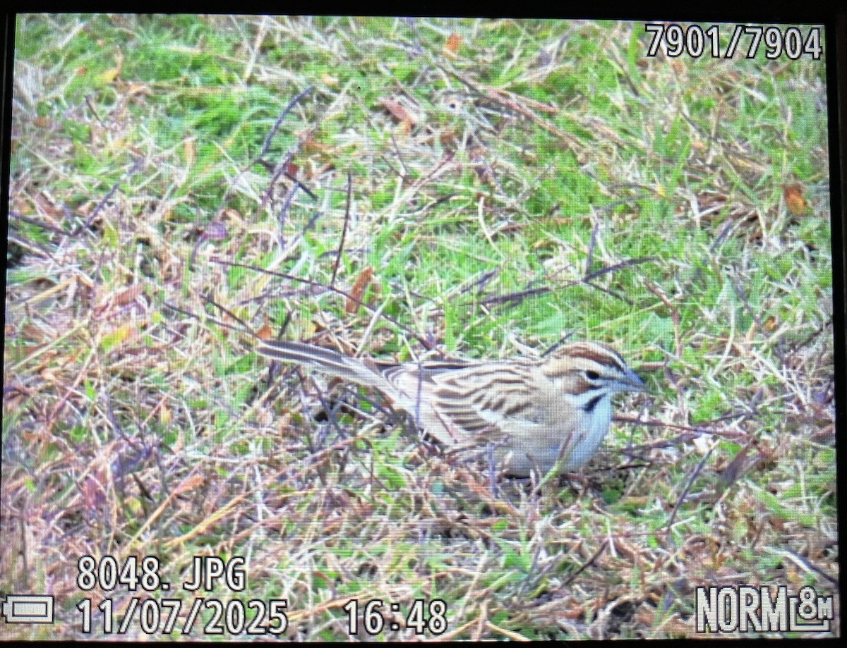 Lark Sparrow - ML645007896