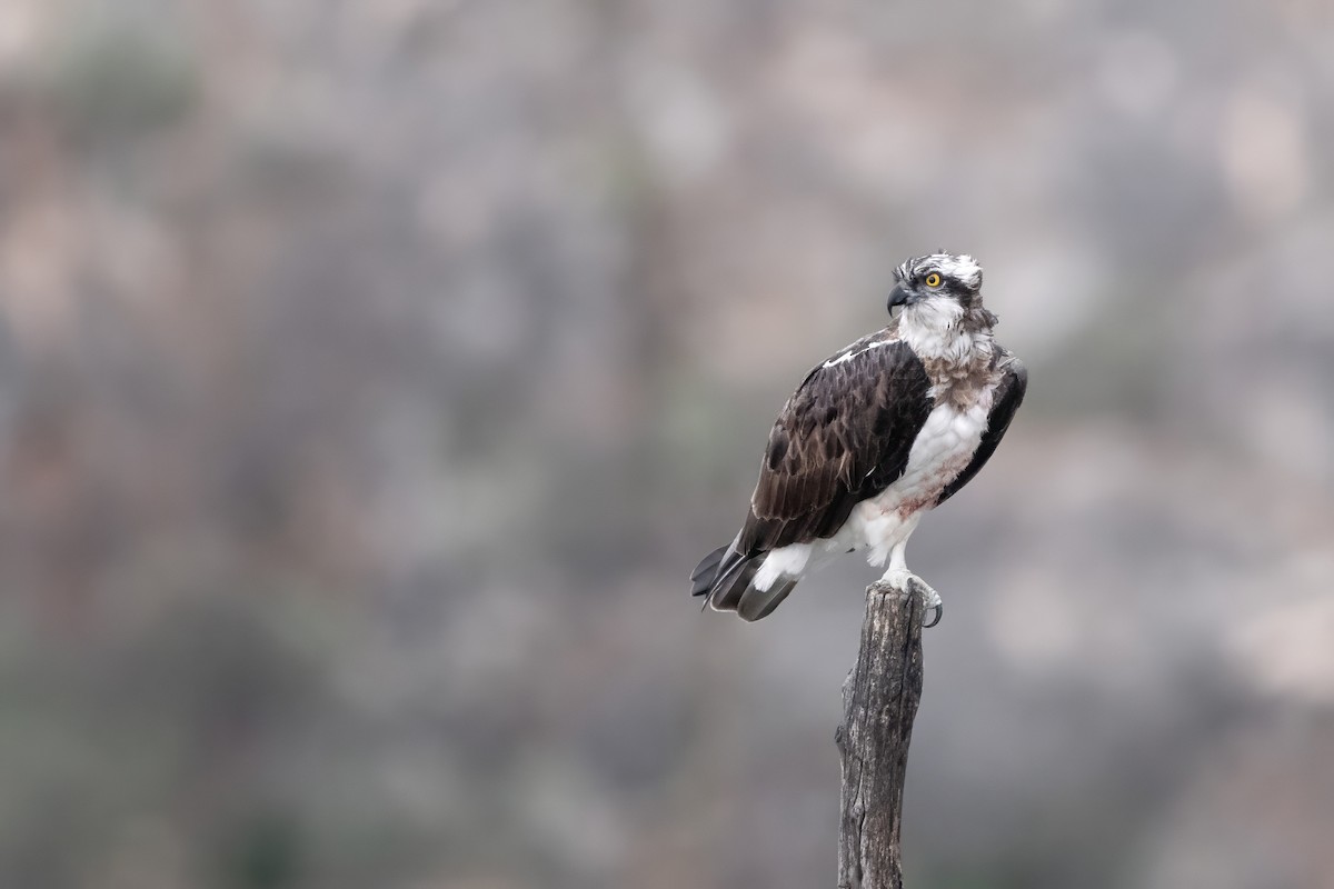 orlovec říční - ML645007898