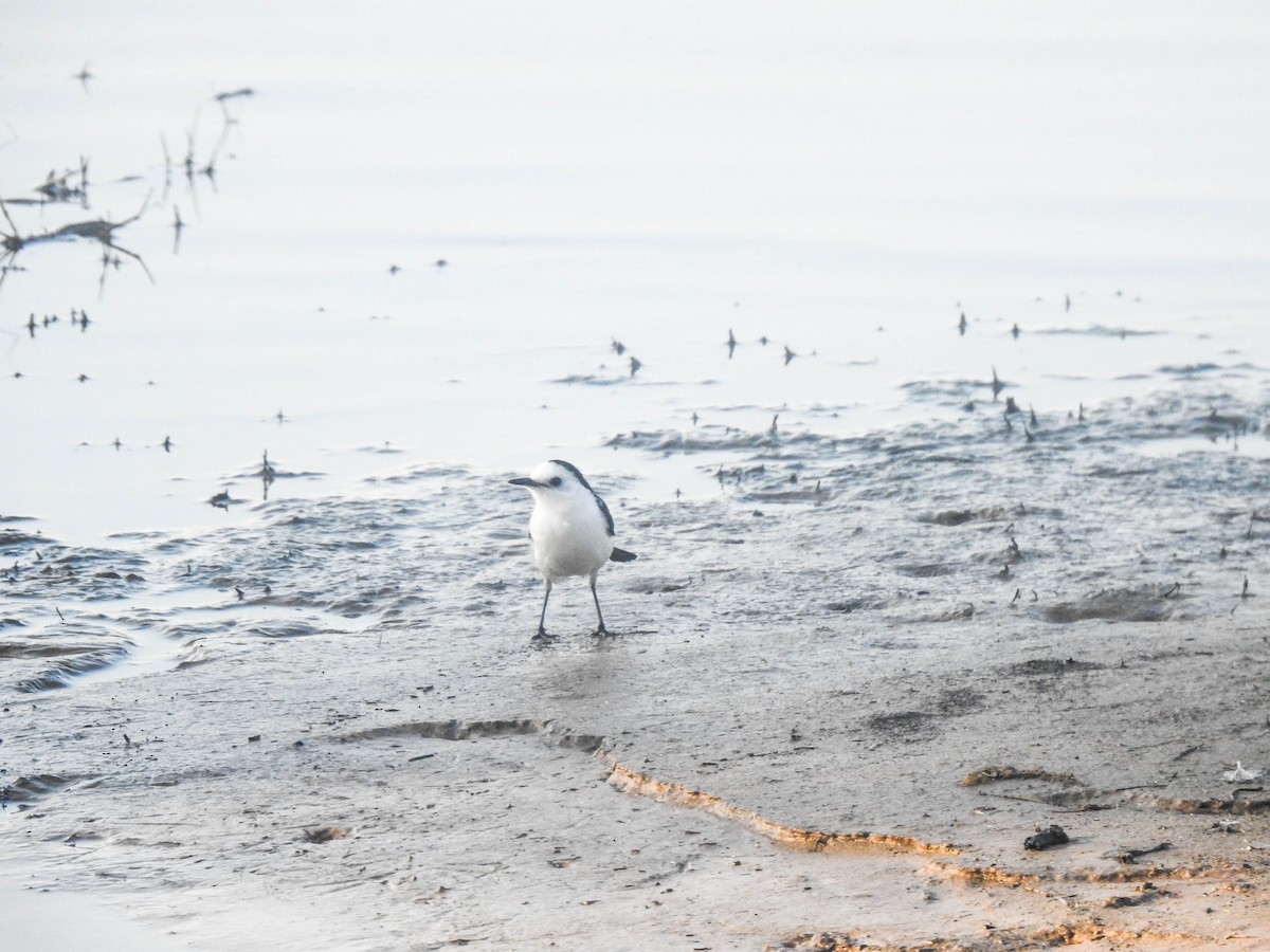 Black-backed Water-Tyrant - ML645007900
