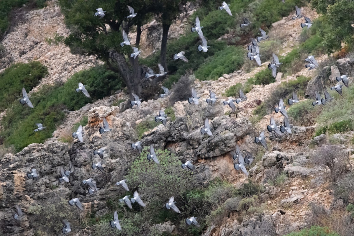 Rock Pigeon - ML645007901