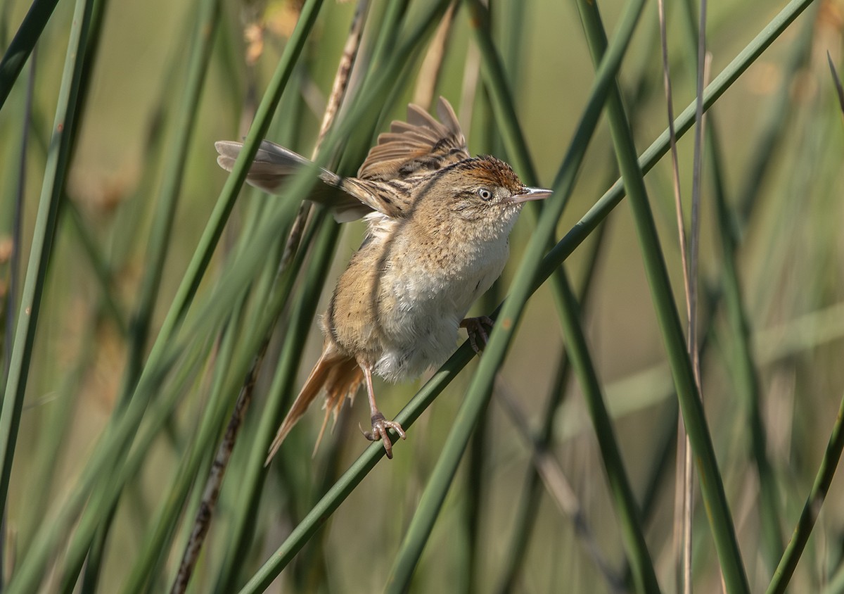 Bay-capped Wren-Spinetail - ML645007902