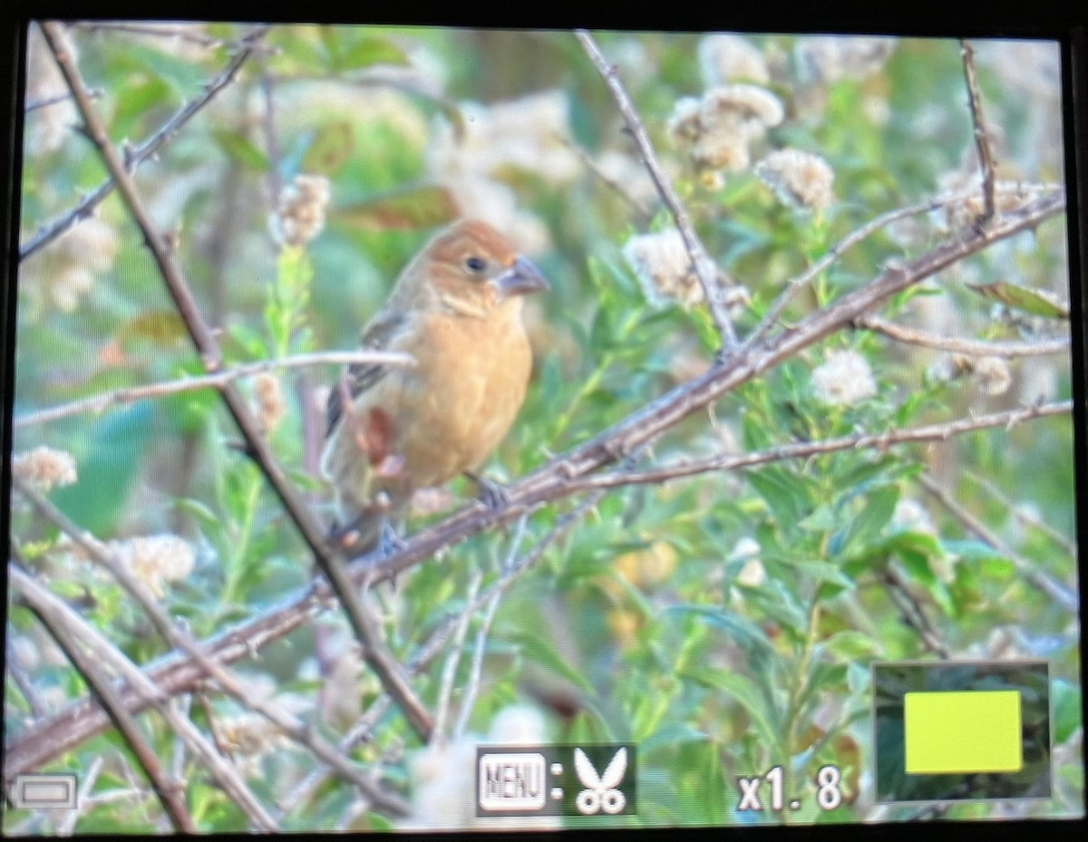 Blue Grosbeak - ML645007907