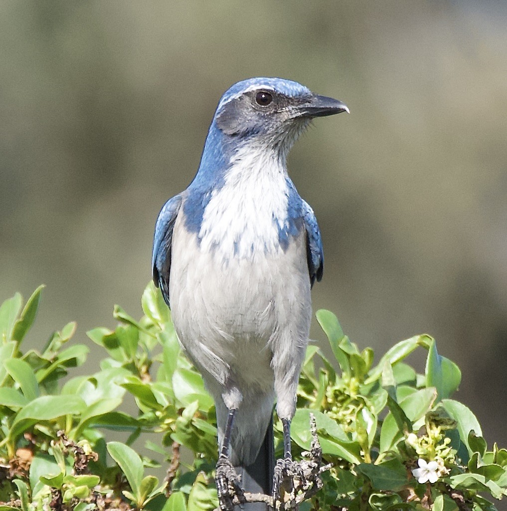 California Scrub-Jay - ML645007908