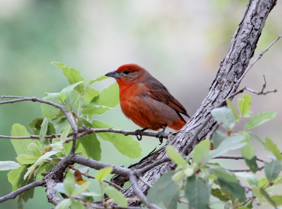 Hepatic Tanager - ML645007909
