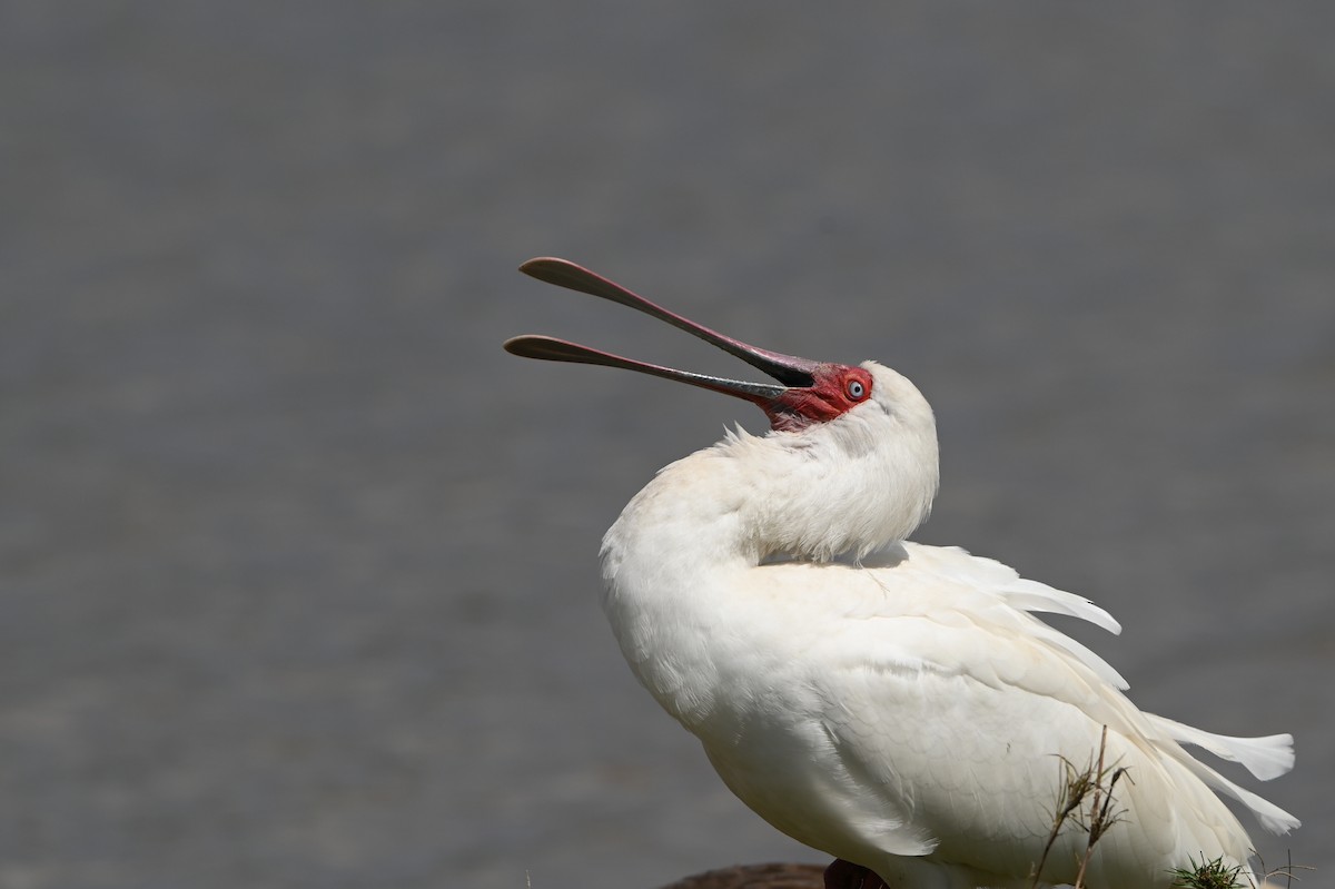 African Spoonbill - ML645007910