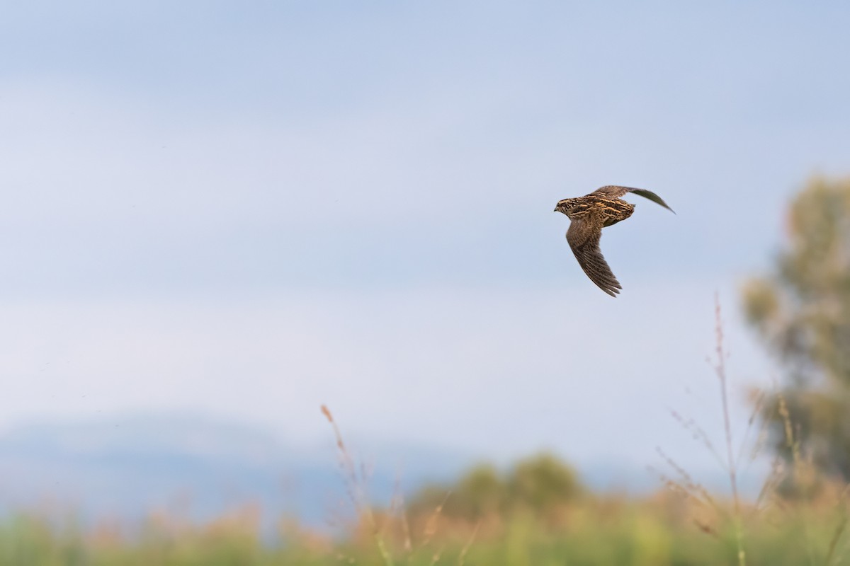Common Quail - ML645007911