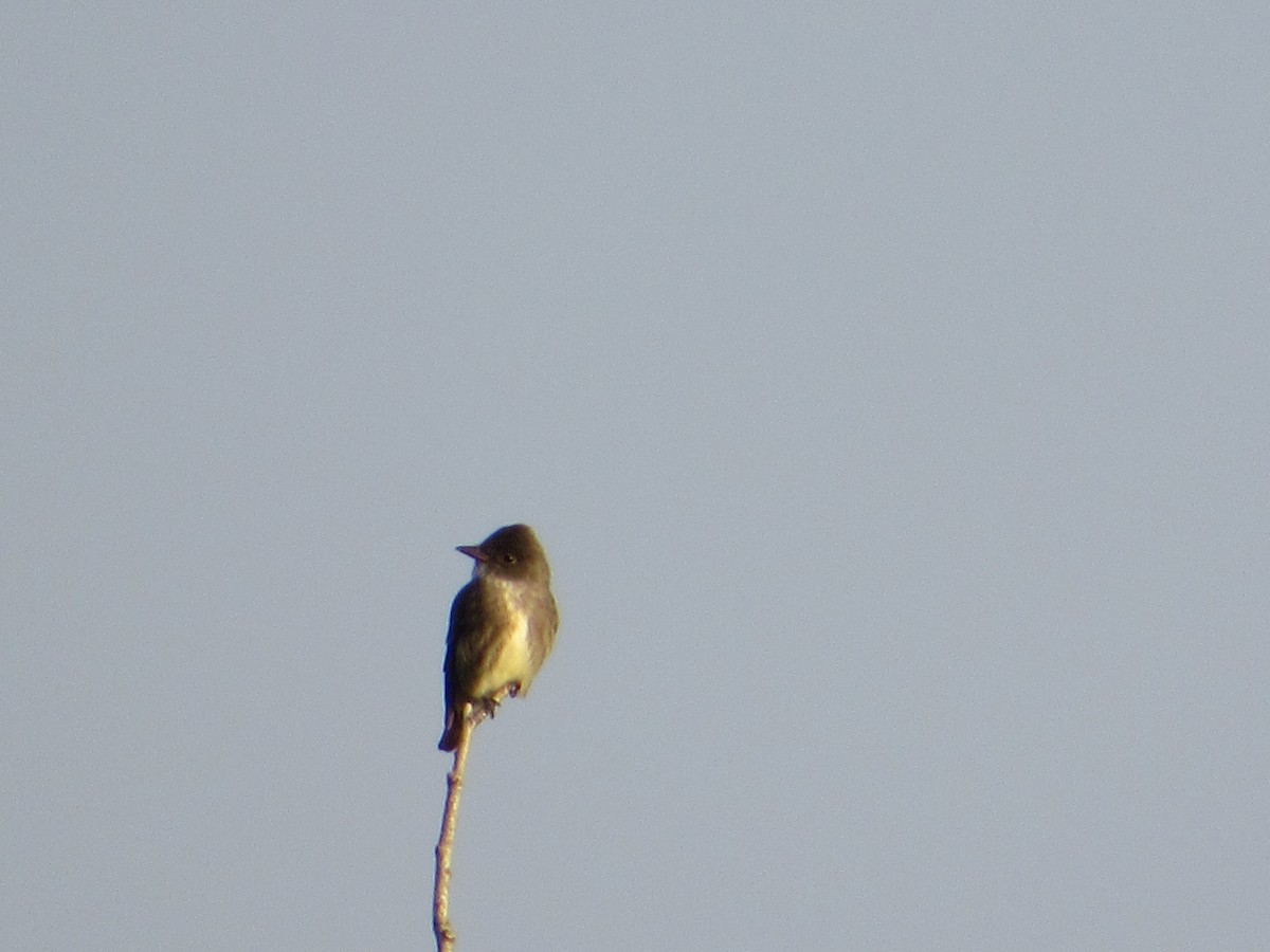 Olive-sided Flycatcher - ML645007917