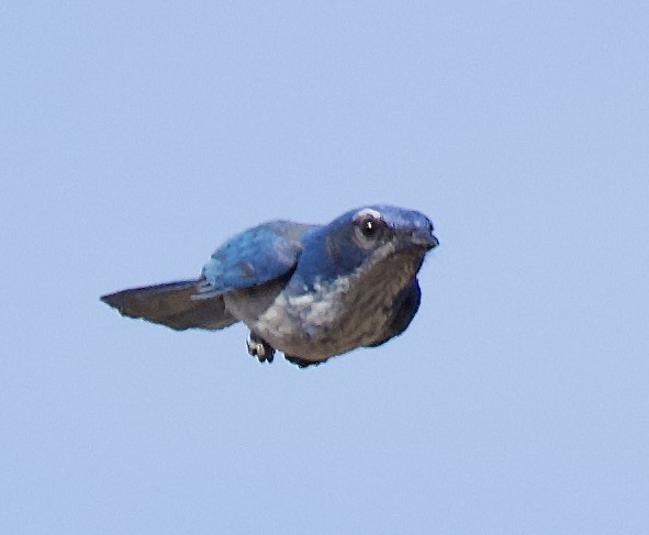 California Scrub-Jay - ML645007918