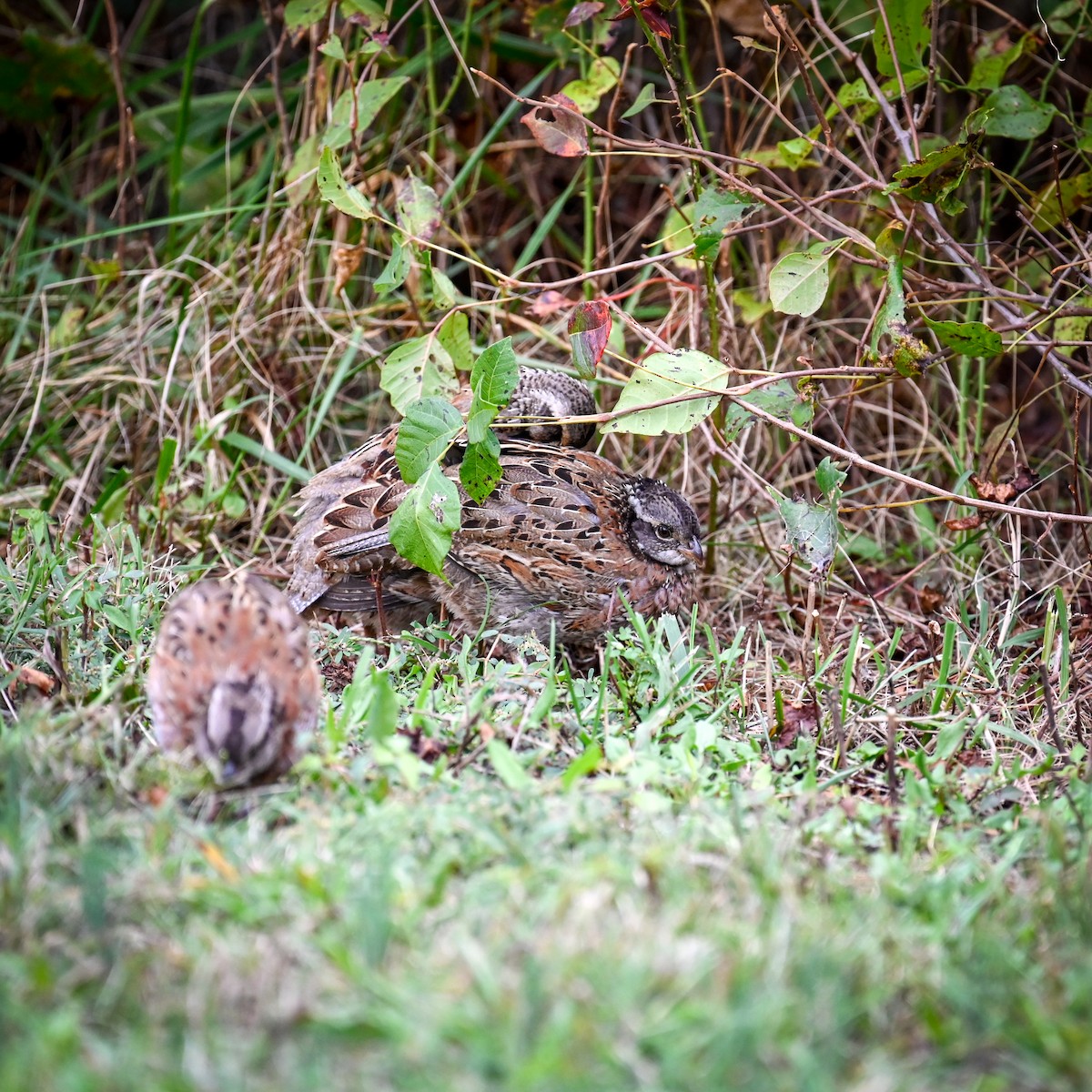 Northern Bobwhite - ML645007919