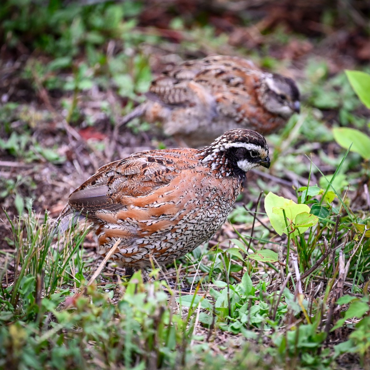 Northern Bobwhite - ML645007920