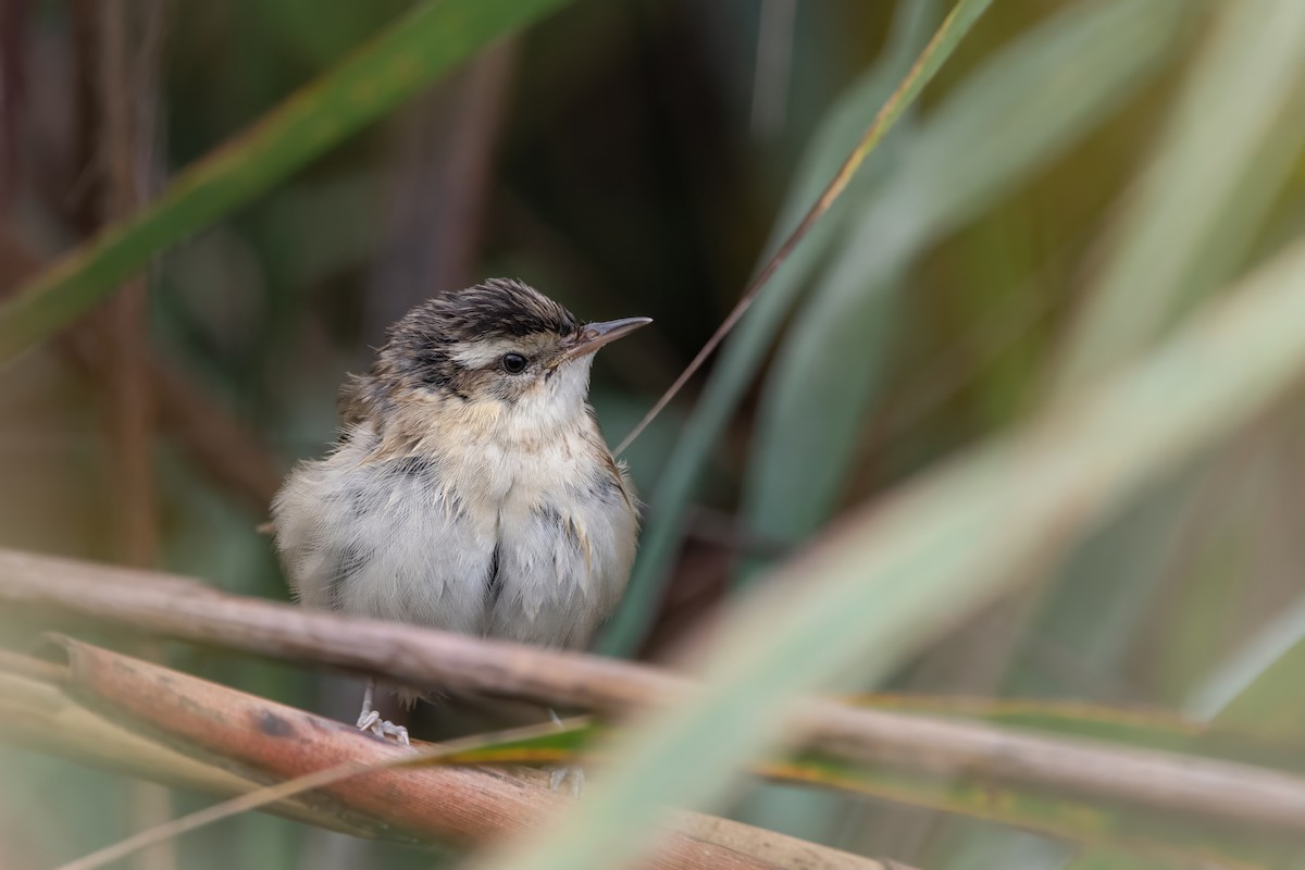 Sedge Warbler - ML645007921