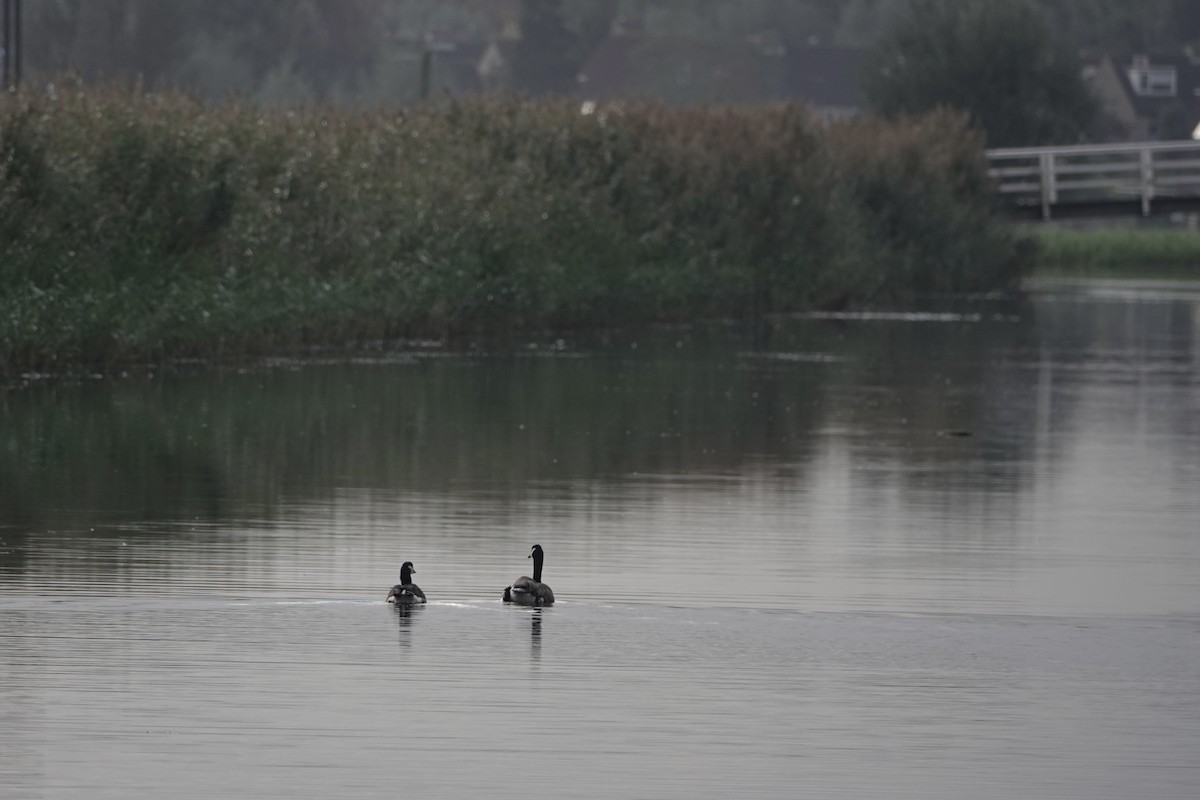 Canada Goose - ML645007923