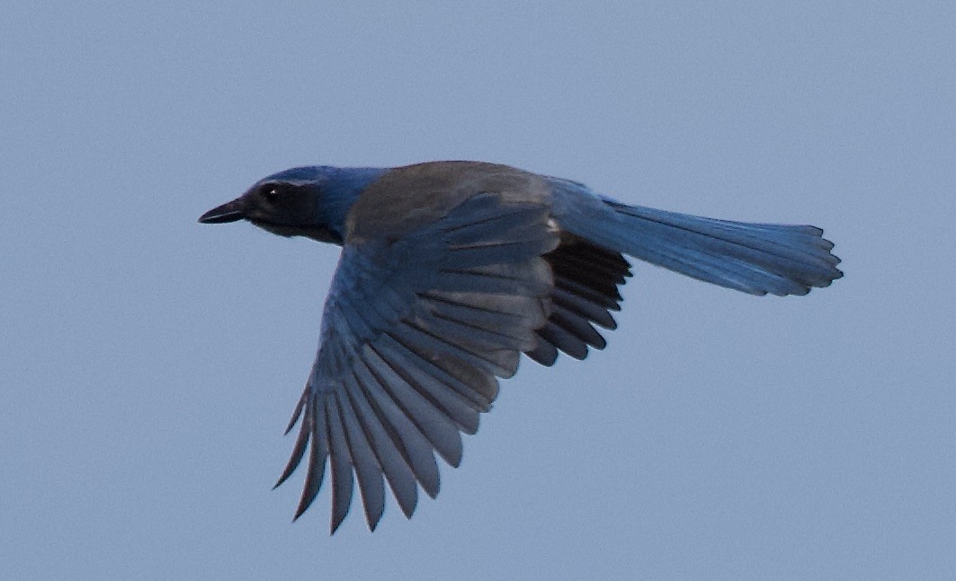 California Scrub-Jay - ML645007924