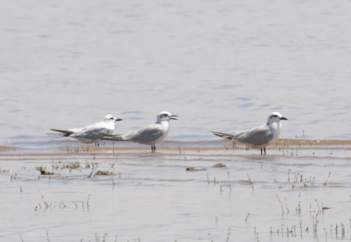 Gull-billed Tern - ML645007926