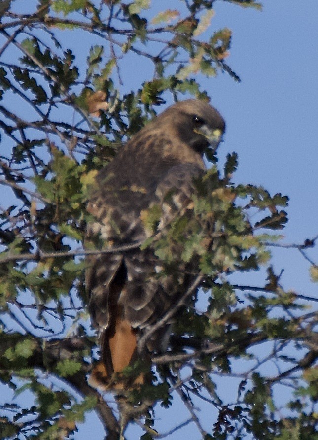 Red-tailed Hawk - ML645007928