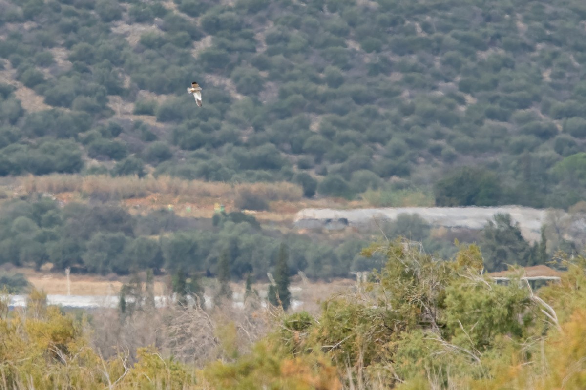 Black-winged Kite - ML645007929