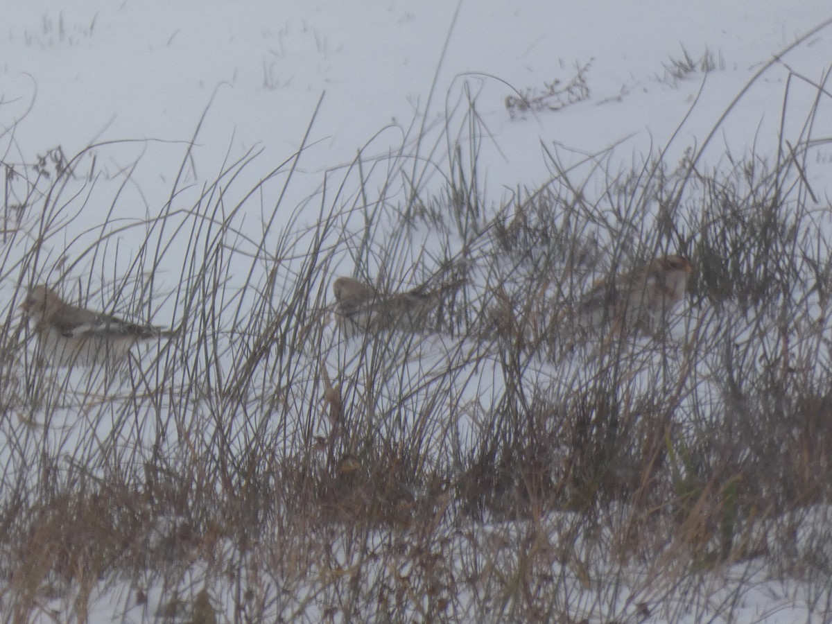 Snow Bunting - ML645007931