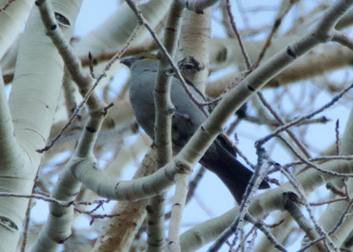 Pine Grosbeak - ML645007934