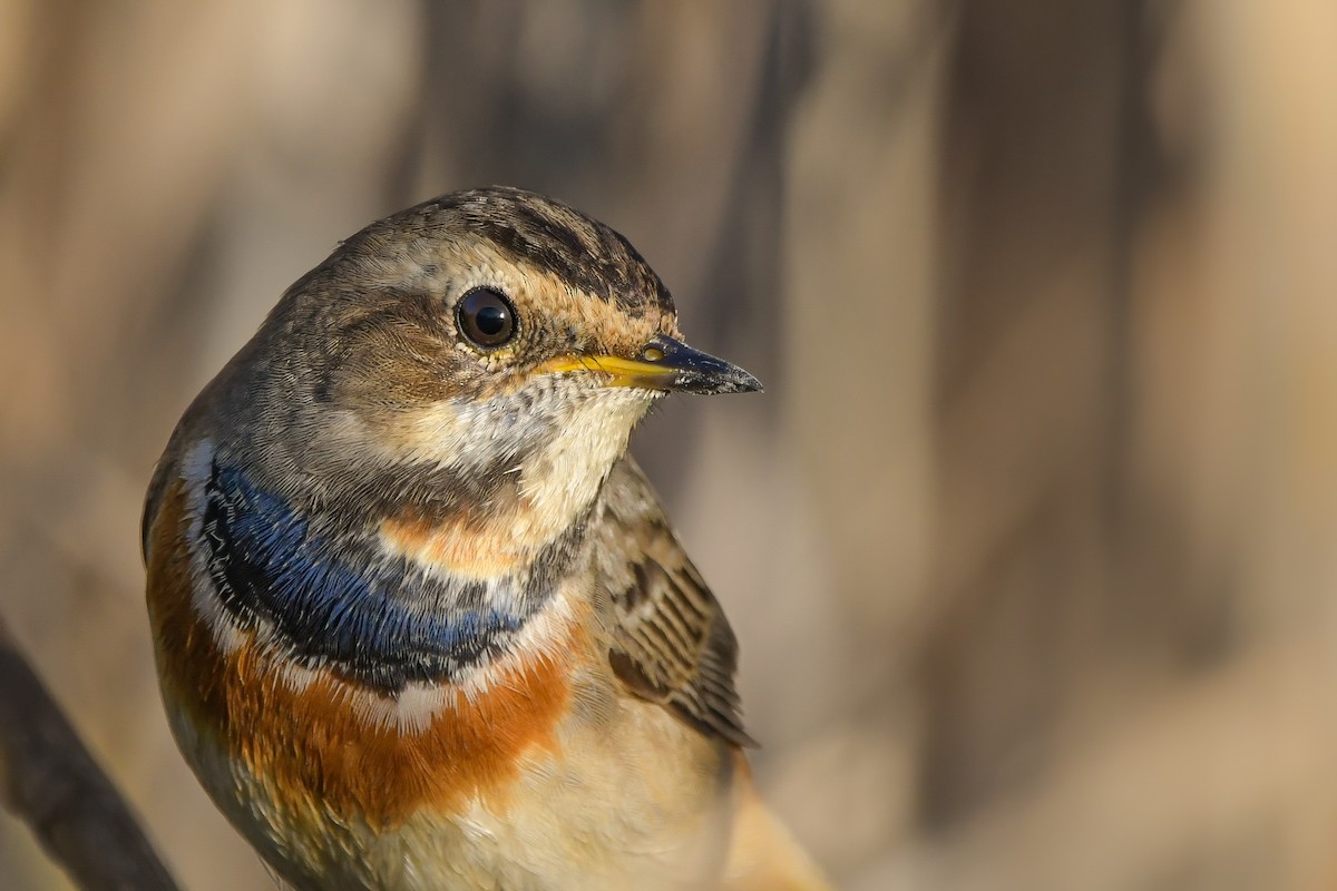 slavík modráček - ML645007952