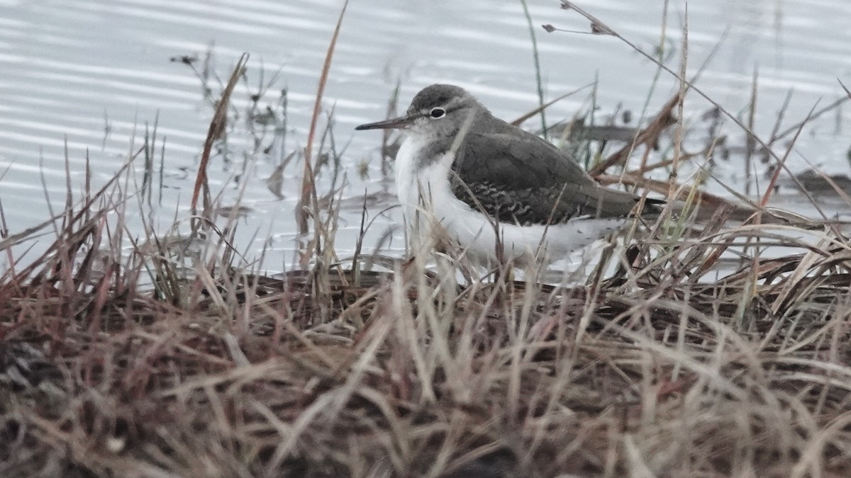 Piro piro macchiato - ML645007953