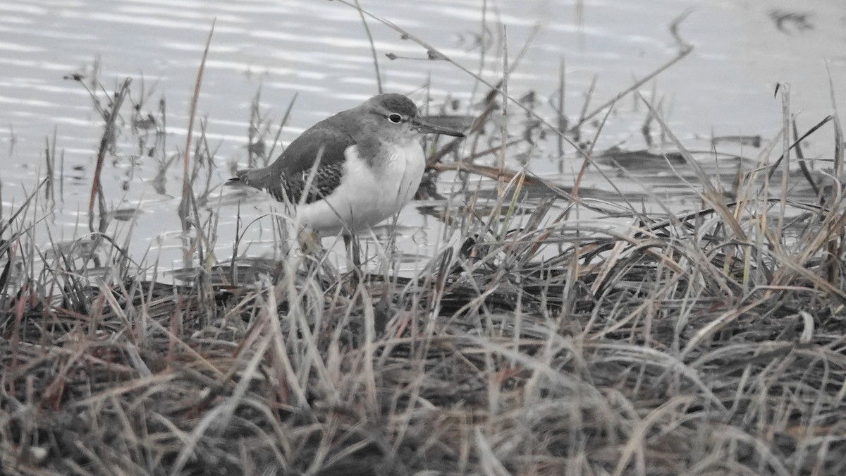 Piro piro macchiato - ML645007954