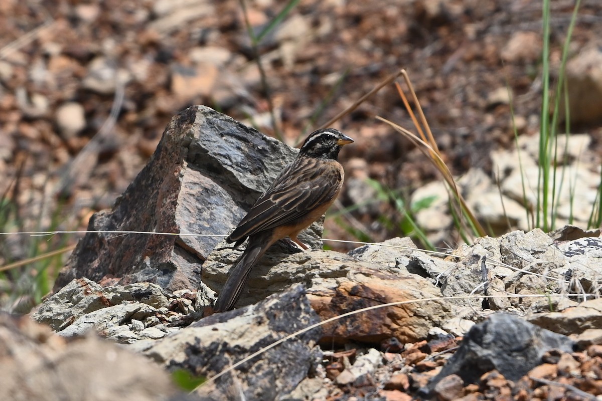 Cinnamon-breasted Bunting - ML645007956