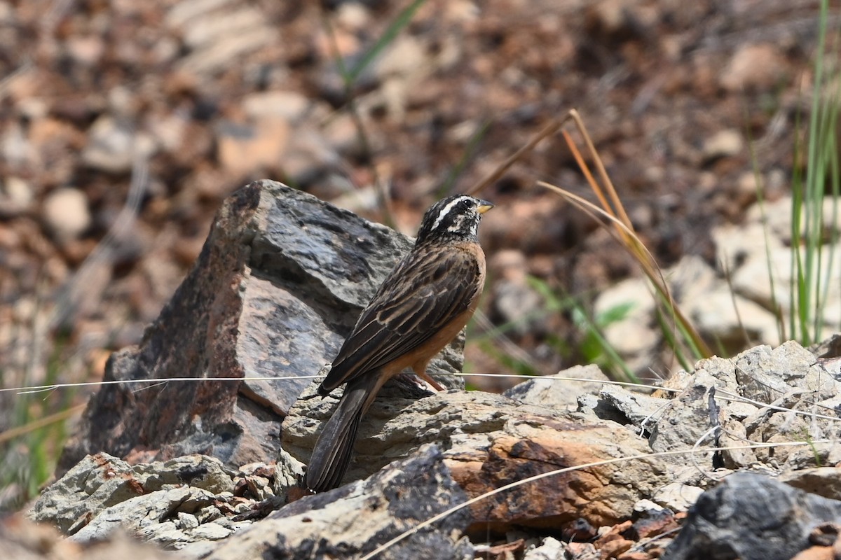 Cinnamon-breasted Bunting - ML645007957