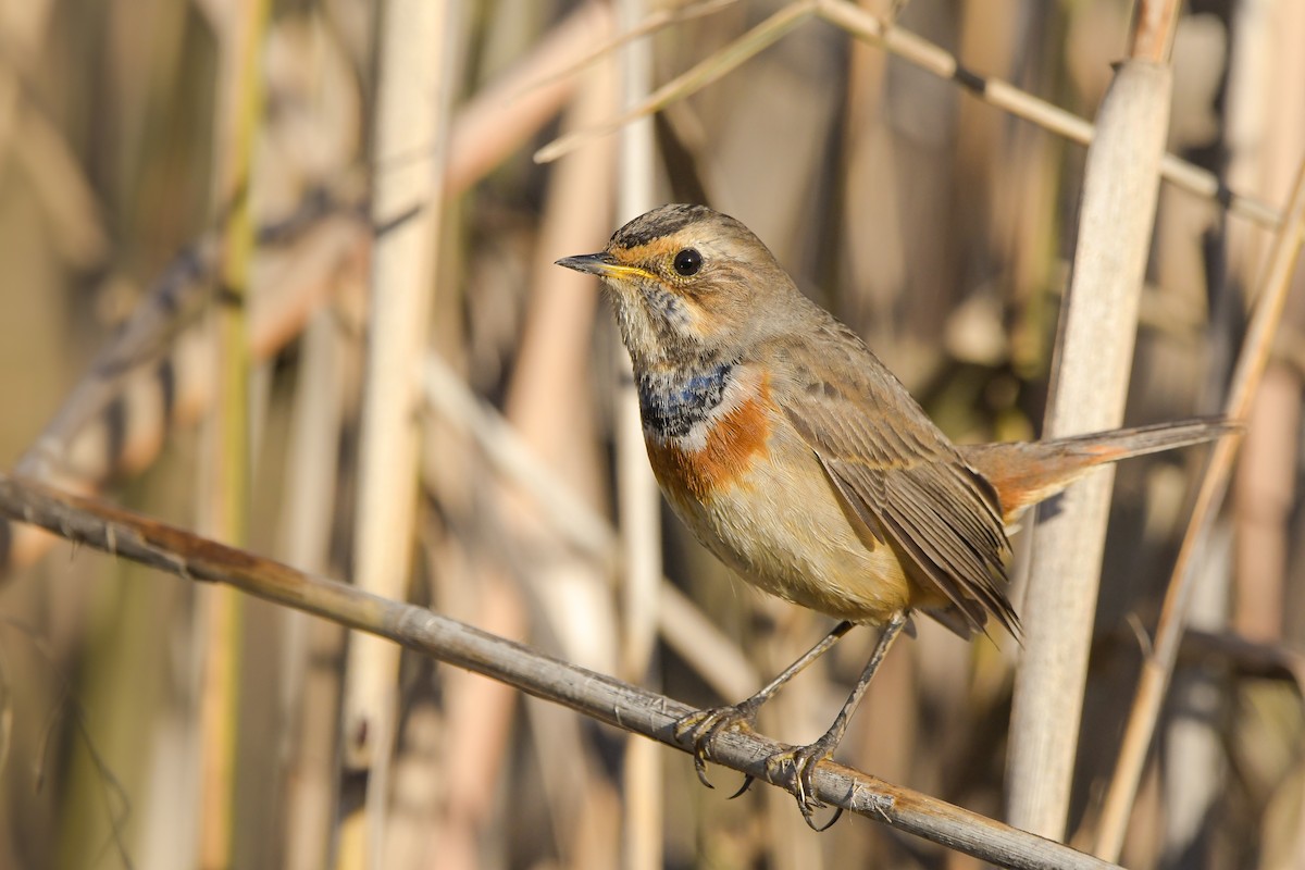 slavík modráček - ML645007959